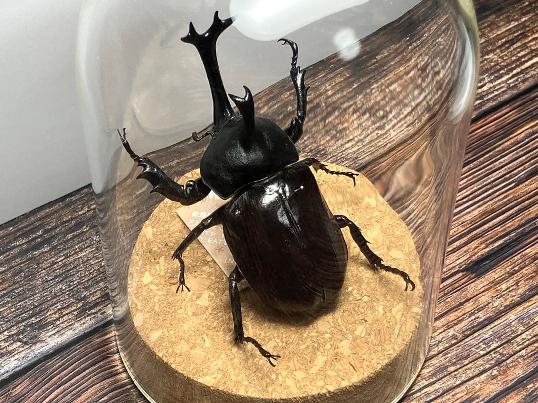 【Glass Beetleヤマトカブトムシ標本 GB-006】