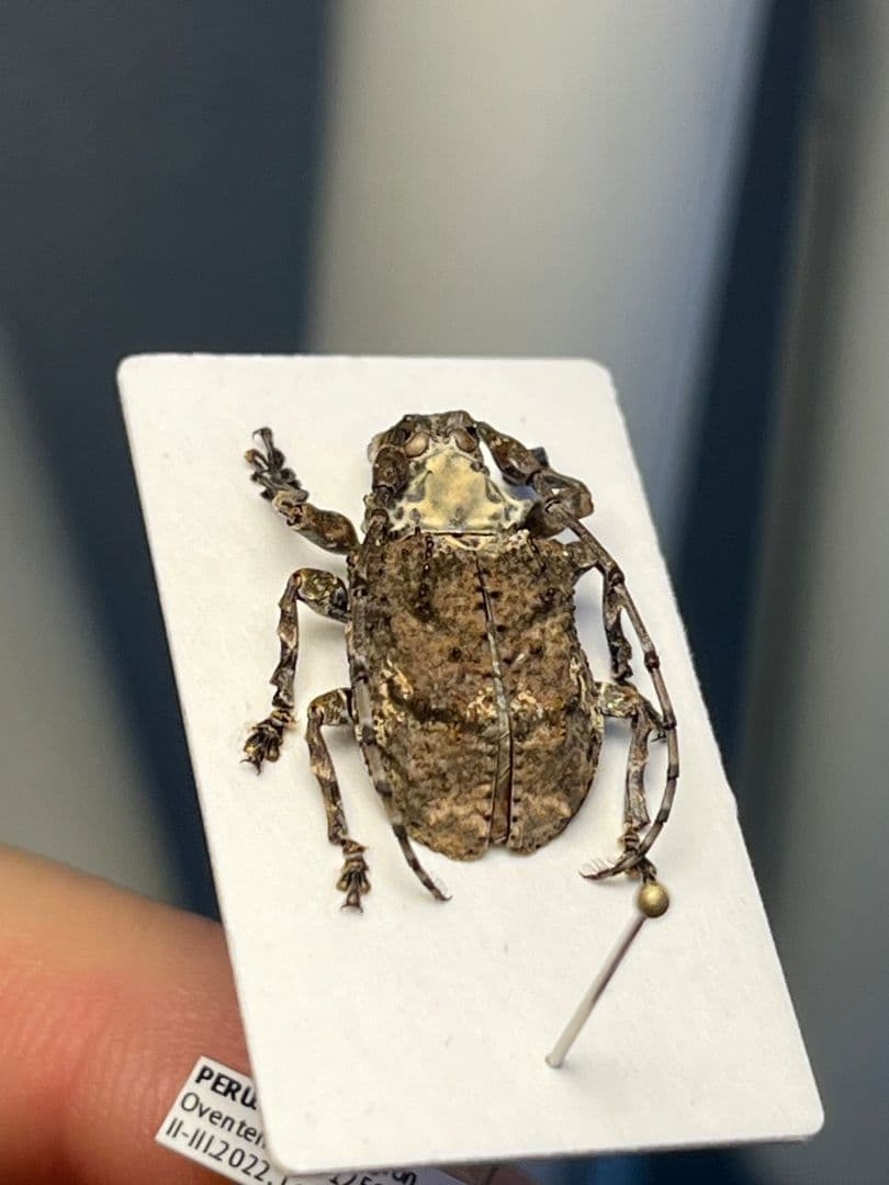 【毒刺甲虫】サソリカミキリ 昆虫標本 Onychocerus ウスバカミキリ