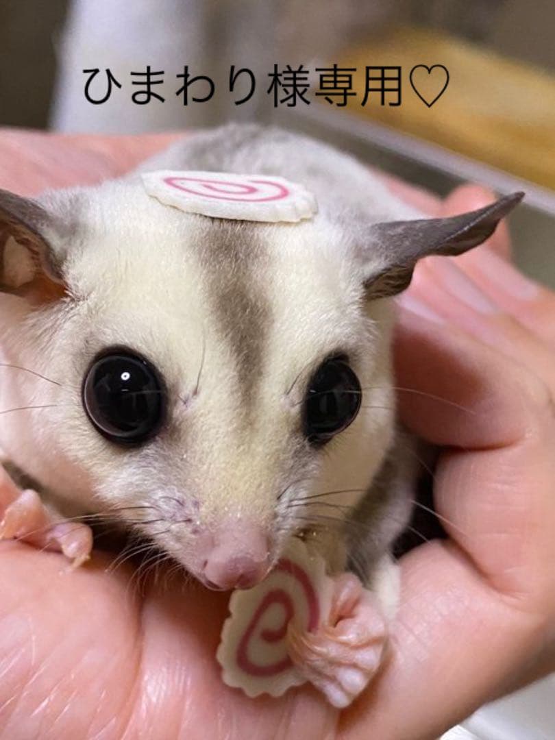 フクロモモンガ  モモンガ  ひまわり