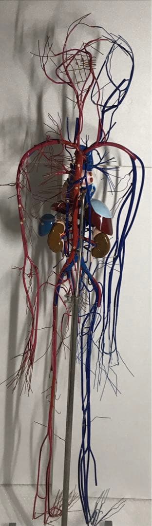 血液循環系模型 (透視式)♡