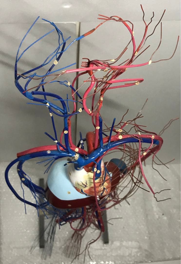 血液循環系模型 (透視式)♡