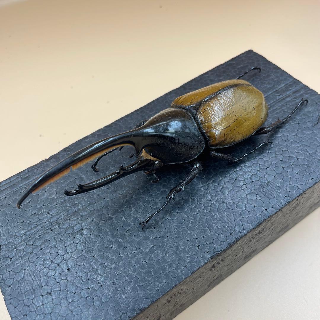 標本　激レア　Dy.ヘラクレス.エクアトリアヌス　綺麗な個体