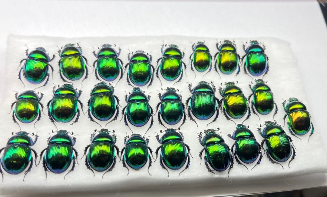 大特価 オオセンチ/センチ/レインボーセンチ82匹 +赤系18匹＋オマケ