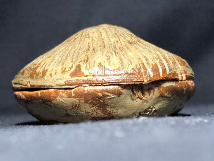 【茶道具】楽山焼 茅葺香合 香合211