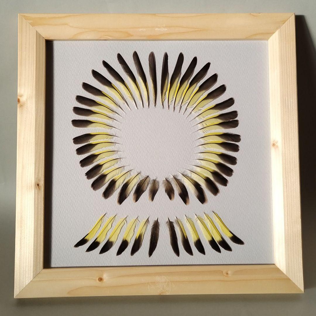 【匿名配送】カワラヒワ 羽根 アートフレーム