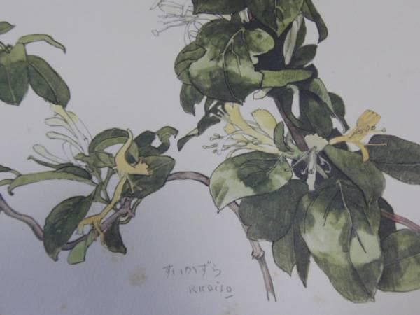 小磯良平、すいかずら、高級薬用植物画、版上サイン入、新品額付