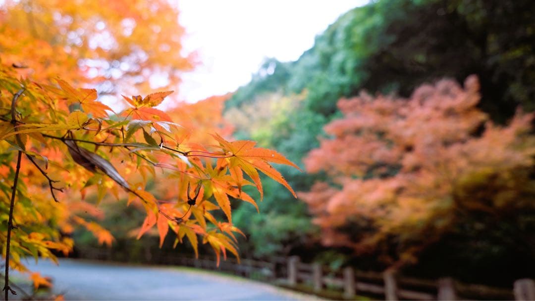 富士フィルム•単焦点レンズ【XF 16mm F2.8 R WR •純正フード付