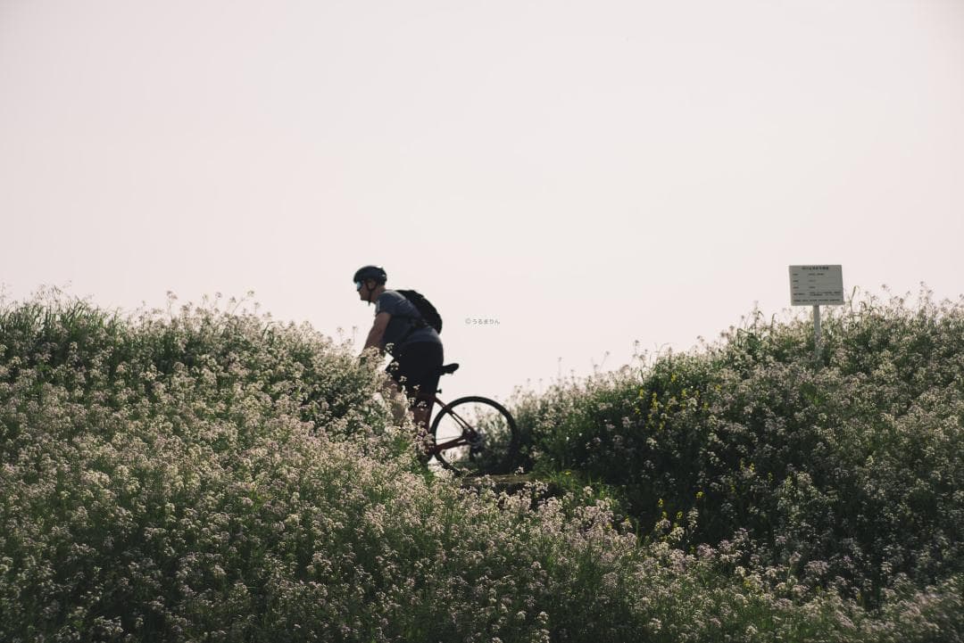 天使の梯子！Tele-Elmarit 90mm F2.8 1st Silver