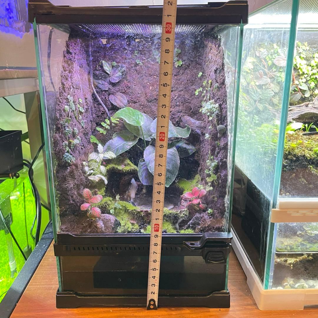 【値下げしました】レイアウト水槽 イモリウム カエルリウム