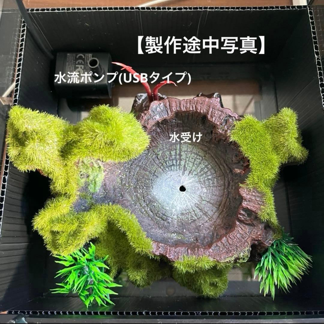 【値下げしました】レイアウト水槽 イモリウム カエルリウム