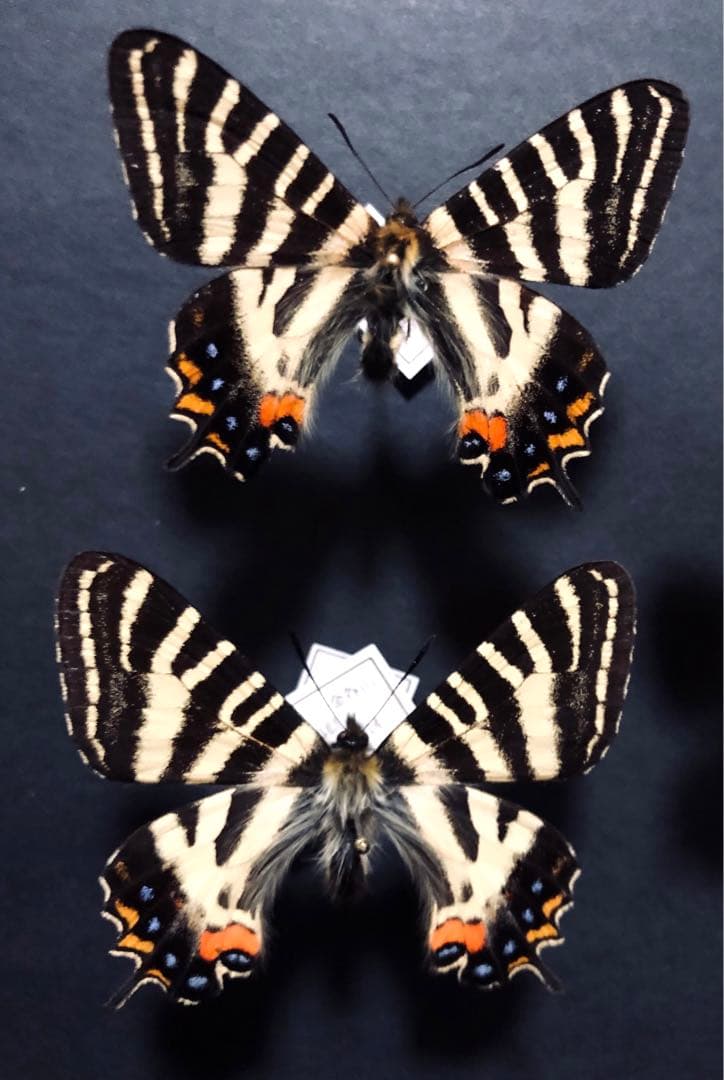 蝶標本　ギフチョウ3頭セット