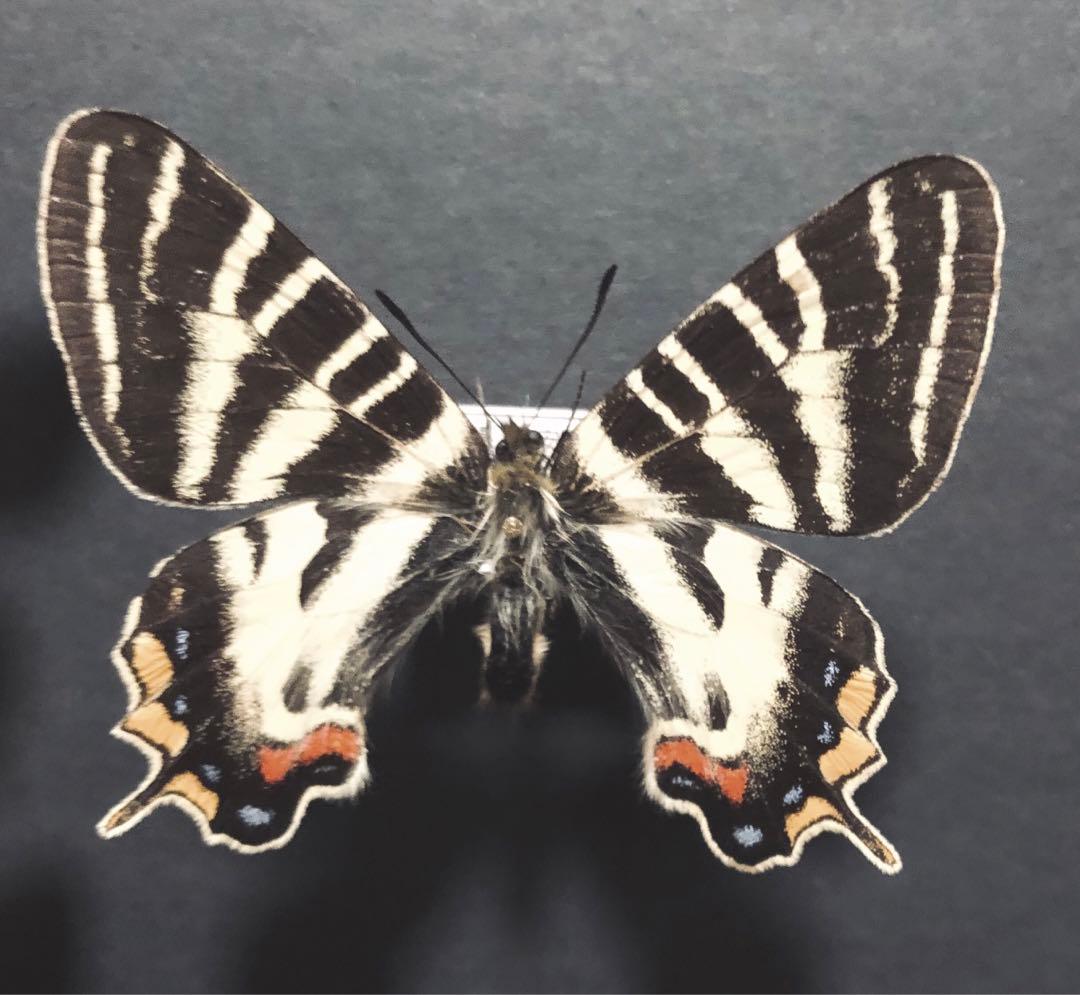 蝶標本　ギフチョウ3頭セット