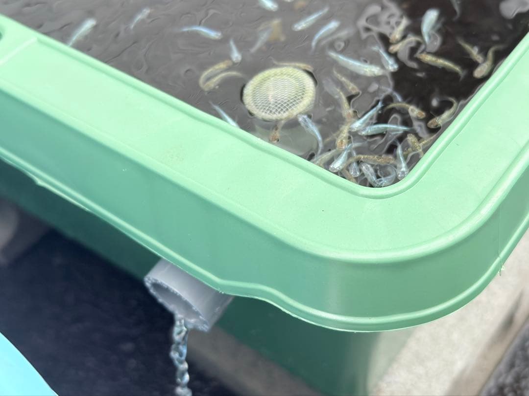 メダカ容器オーバーフロー加工トロ舟80L 3個セットプラ舟 NVボックス メダカ