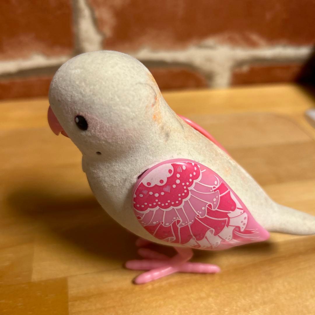 愛用していたインコです