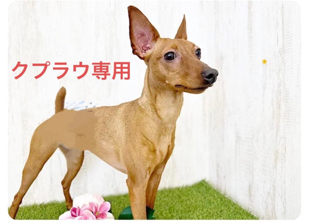 フェルト　ミニチュアピンシャー  Leo クプラウ専様用