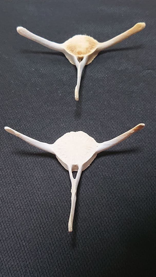 【希少】イルカの骨セット_4