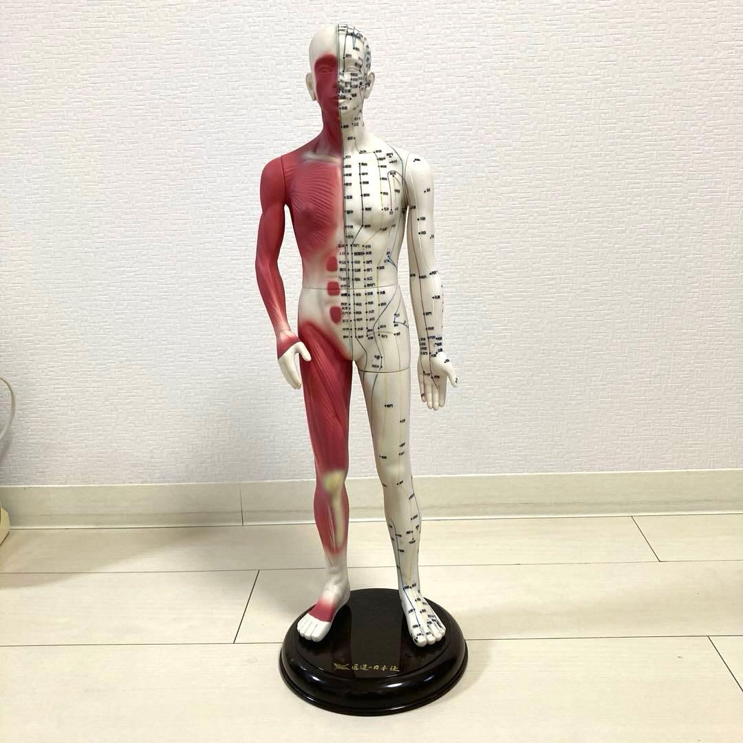 【医道の日本社】経穴経絡人形　経穴くん(人体模型)