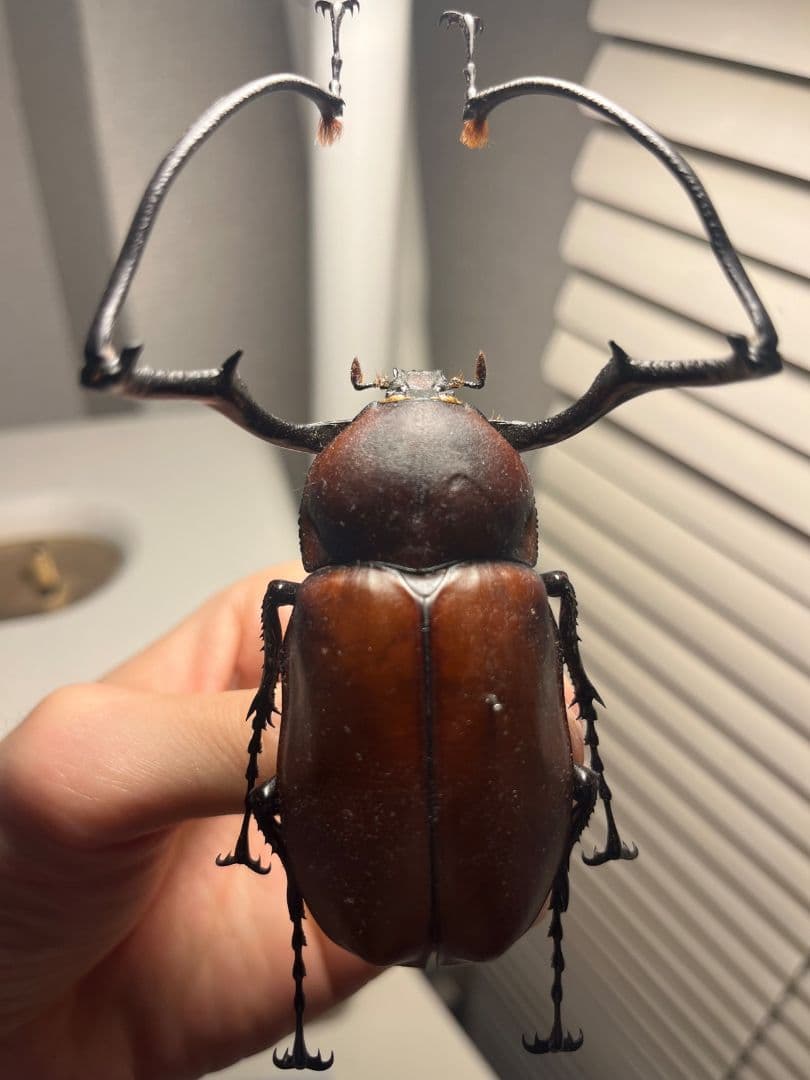 【71mm】セラムドウナガテナガコガネ テナガカミキリ昆虫標本