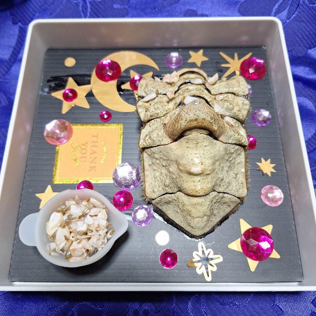 稀少レア四国太平洋沖深海生物タカアシガニふんどし腹リアル凹凸標本置物コレクション