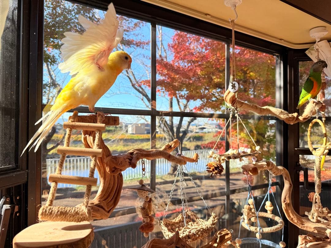 インコのおもちゃ 作品紹介