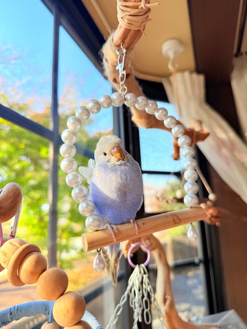 インコのおもちゃ 作品紹介