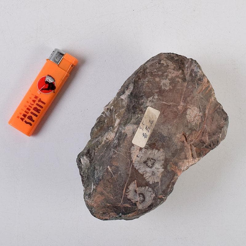 天然石　鑑賞石　菊花石　置物　重さ約1149g　N　8898