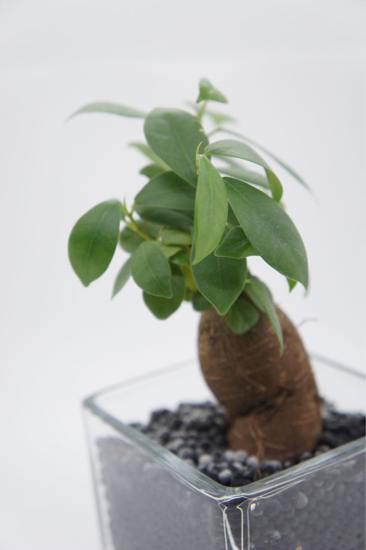 Sony NEX5 レンズは18-55 付属品あり