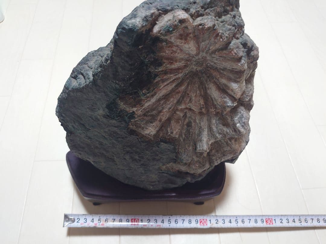 菊花石 根尾川 初鹿谷 サバ菊 10kg 希少品 激レア 観賞石 水石