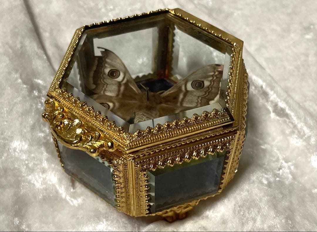 蝶 蛾 標本 クジャクヤママユ アンティーク ヴィンテージ ジュエリーボックス