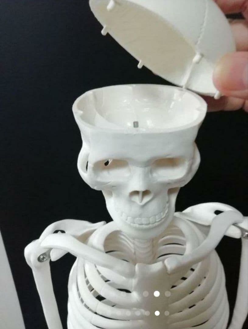 人体骨格模型　85cm　1/2サイズ