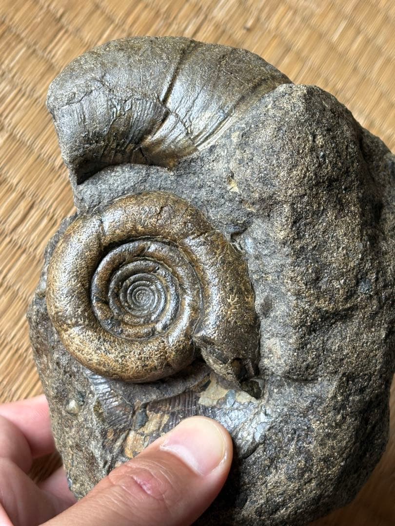 超レア　ゴードリセラス・ハマナカエンセ　化石　アンモナイト