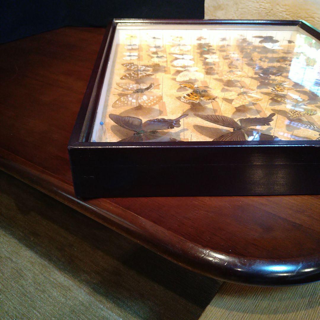 蝶の標本 木製箱(ガラス)52✕42✕6cm