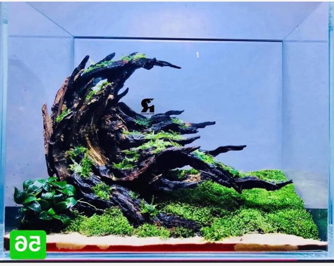 TTD 【⭐︎ Saxophone様⭐︎】【美品・数量限定】