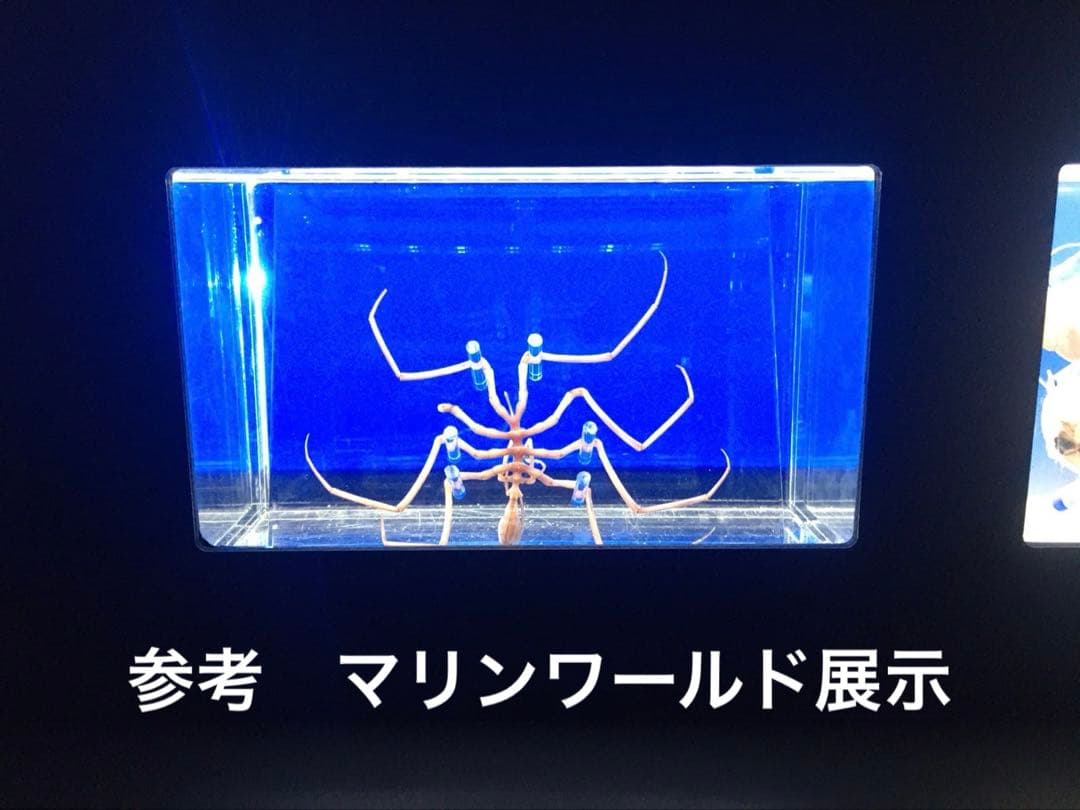 ウミグモ　深海生物樹脂封入標本 LEDライト付き 木製ケース