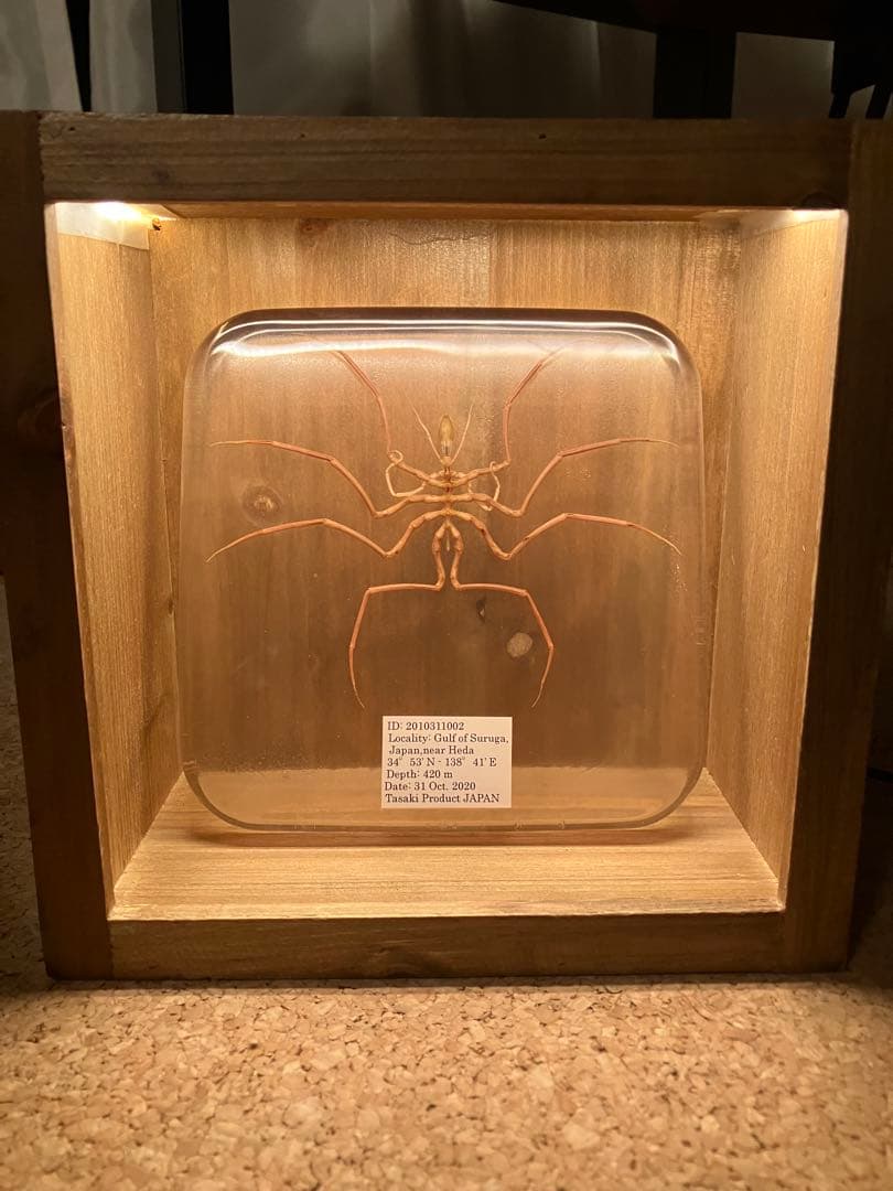 ウミグモ　深海生物樹脂封入標本 LEDライト付き 木製ケース