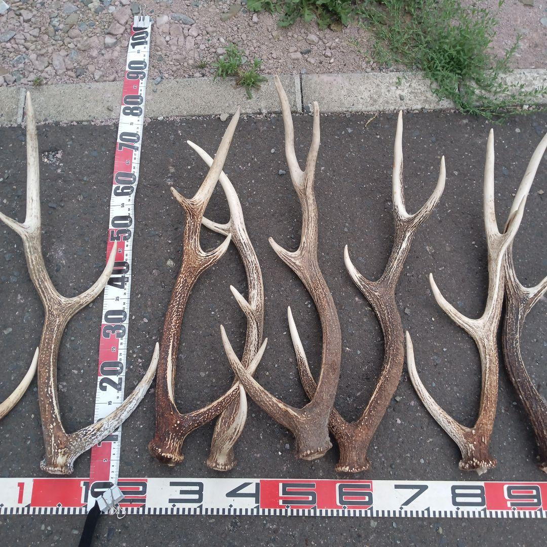 ク*ト様 天然蝦夷鹿の角、犬のおもちゃ 工芸品などにどうぞ、１２番