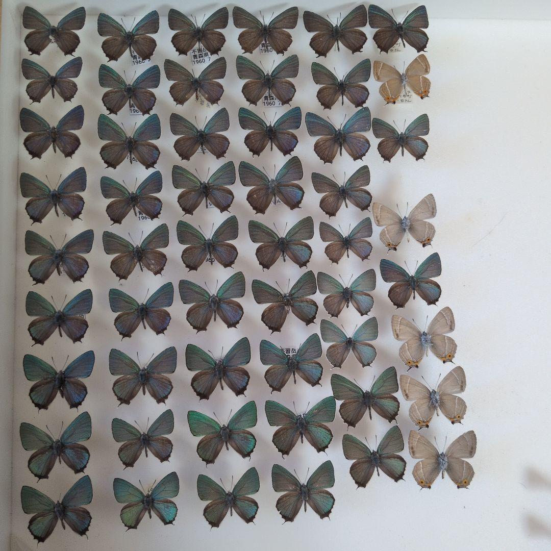 蝶の標本　ミドリシジミ　ファボニウス　オオミドリシジミ属　ジョウサン　ハヤシなど