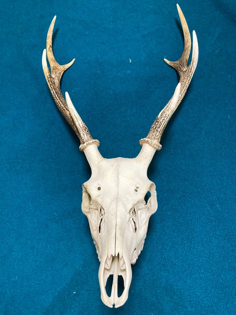 南信州産　ニホンジカ頭骨➕角セット