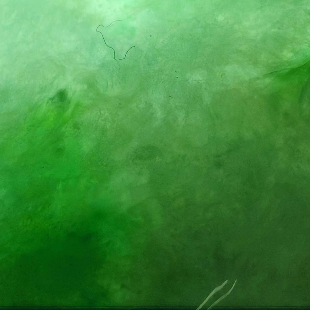 #【本翡翠】天然ジェダイト #鼻煙壺 #氷糯種 陽緑 透過良 結晶有 龍耳彫刻