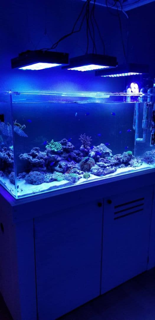 アクリル 水槽 120 × 45 × 60H 板厚10ミリ 白底 ハイタイプ