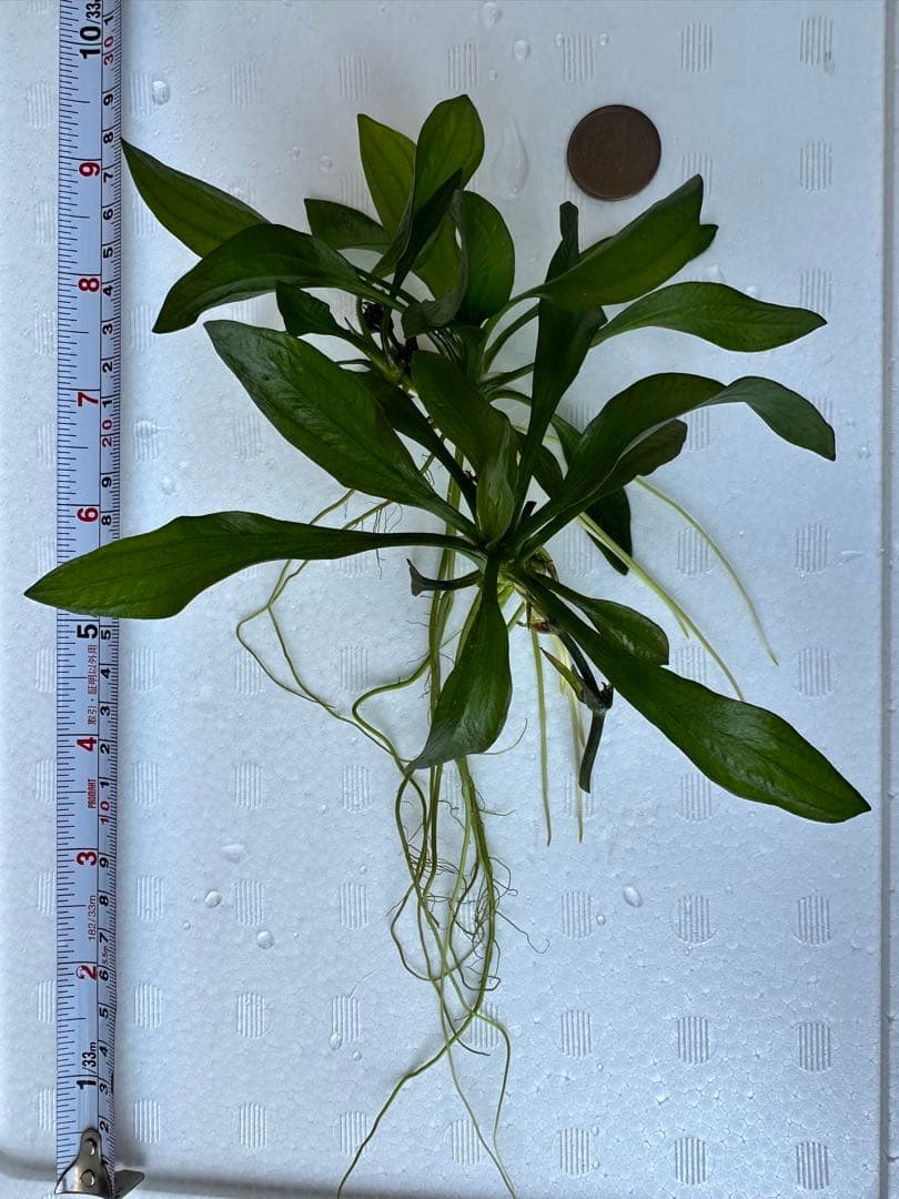 水草　エキノドルス・サターン　エキノドルス sp サターン　30cm弱