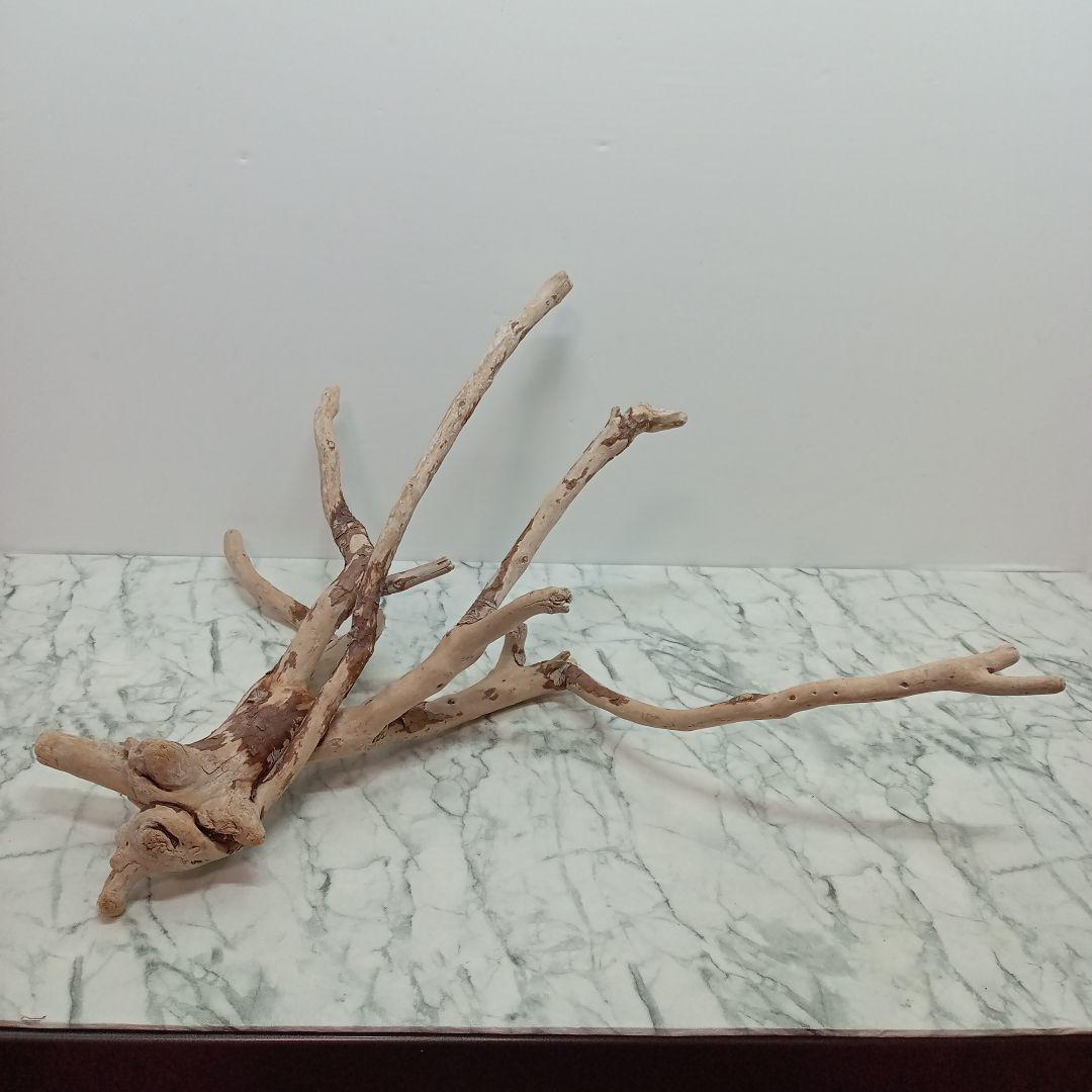 ！専用！アク抜き済み流木【645】セール