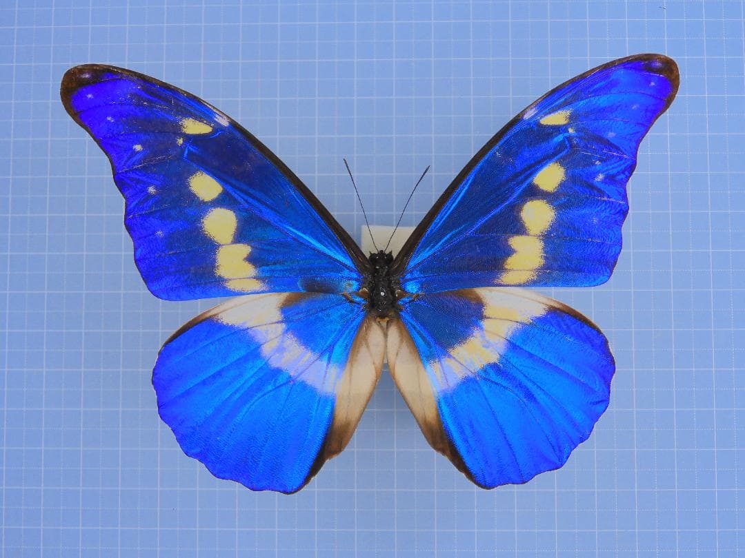 ヘレナモルフォ 136mm