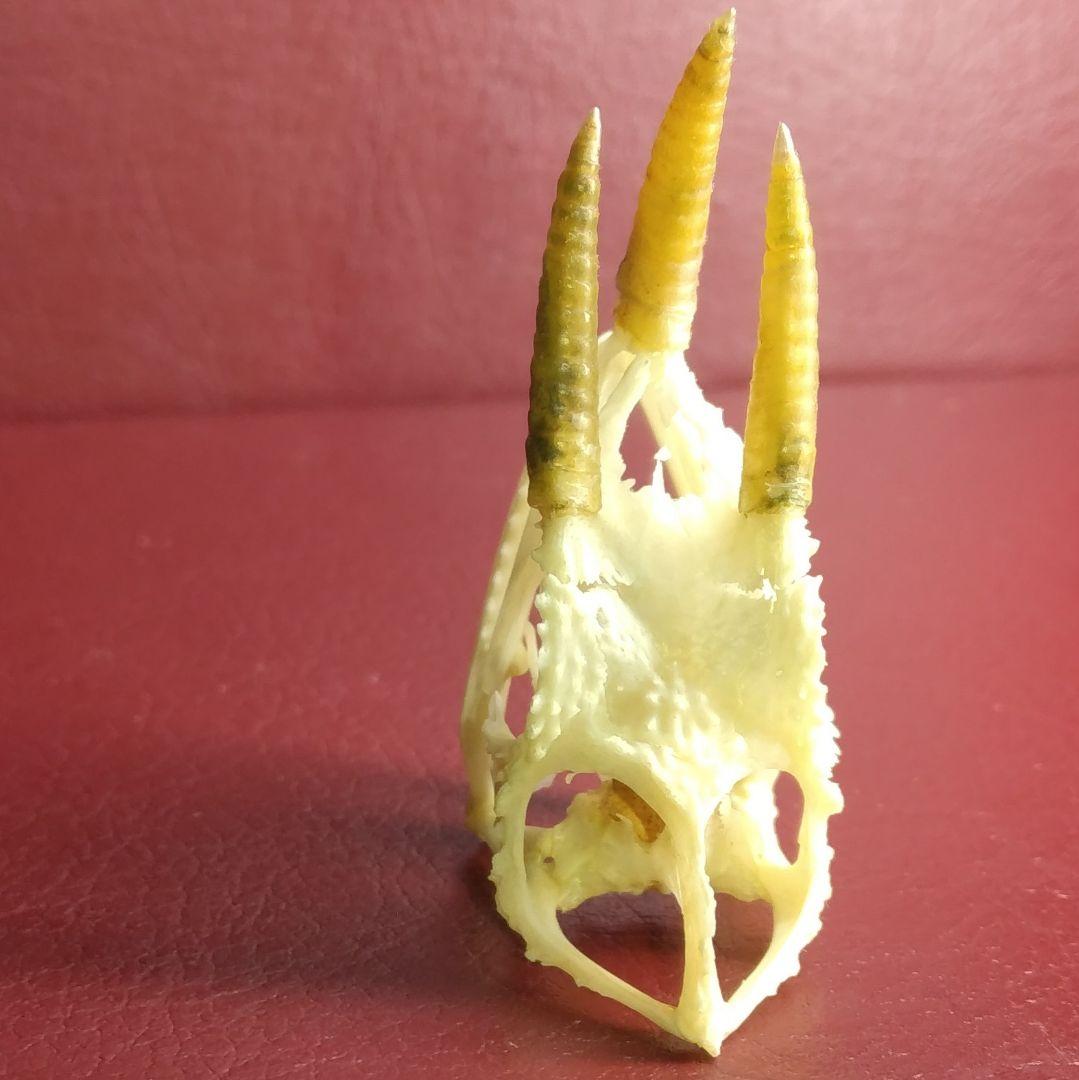 ✔ジャクソン カメレオン 幼体 骨格標本 頭蓋骨 頭骨 標本 インテリア