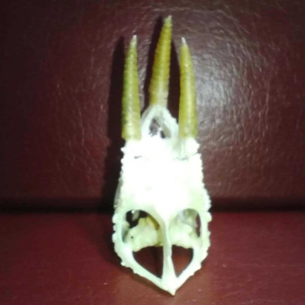 ✔ジャクソン カメレオン 幼体 骨格標本 頭蓋骨 頭骨 標本 インテリア