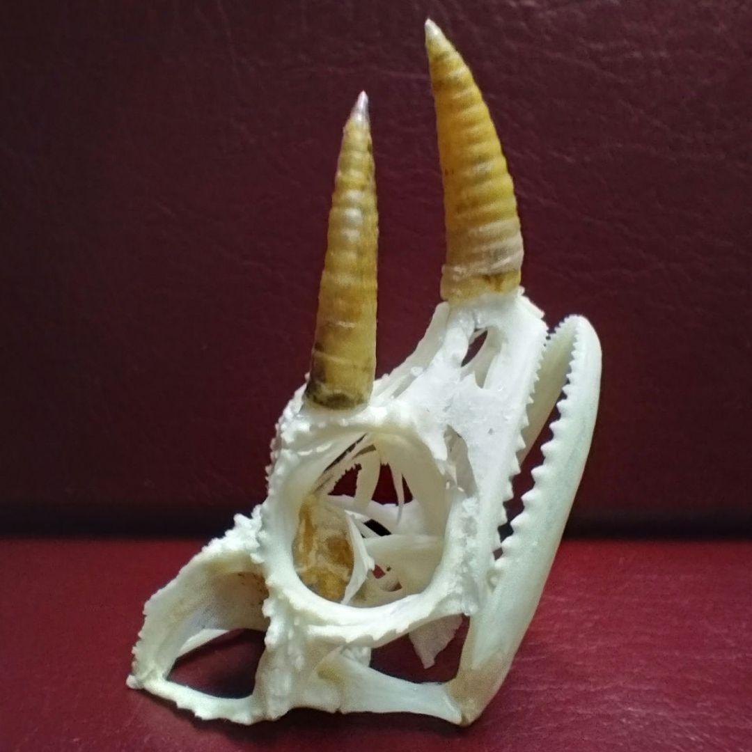 ✔ジャクソン カメレオン 幼体 骨格標本 頭蓋骨 頭骨 標本 インテリア