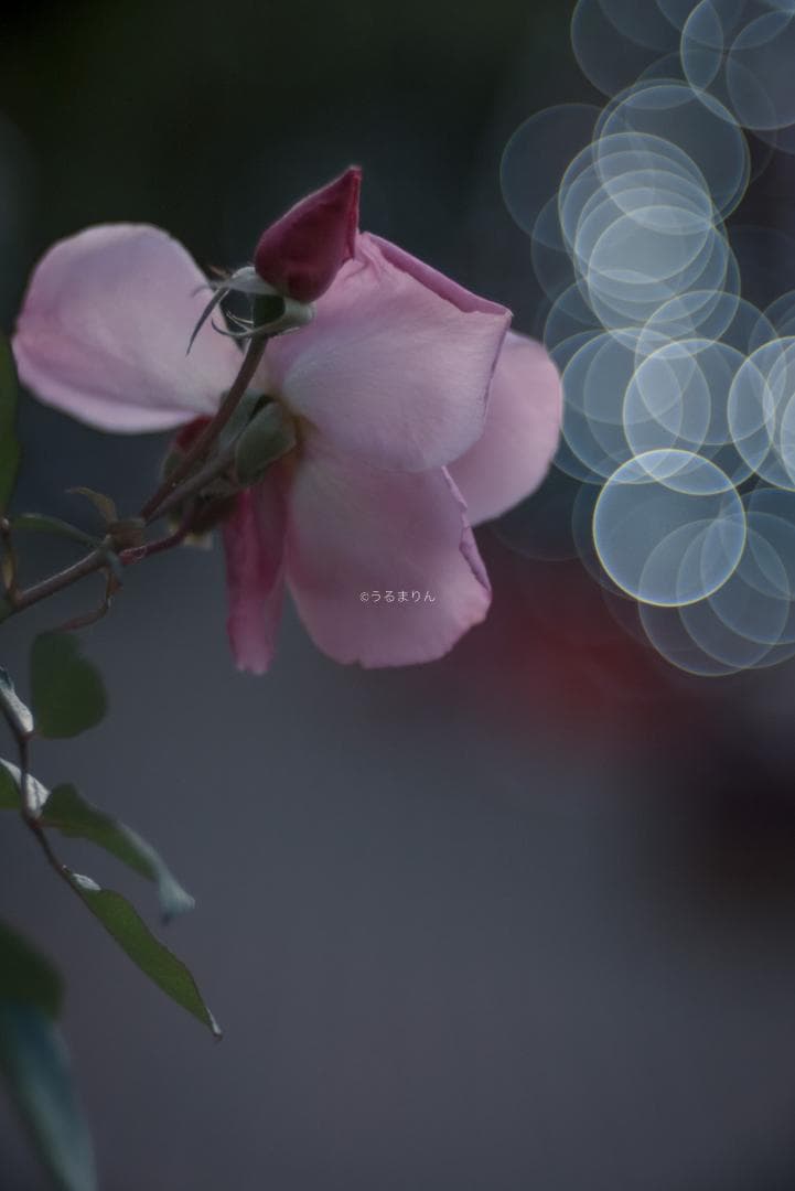 棚卸SALE！Trioplan 100mm F2.8 Leica Mマウント