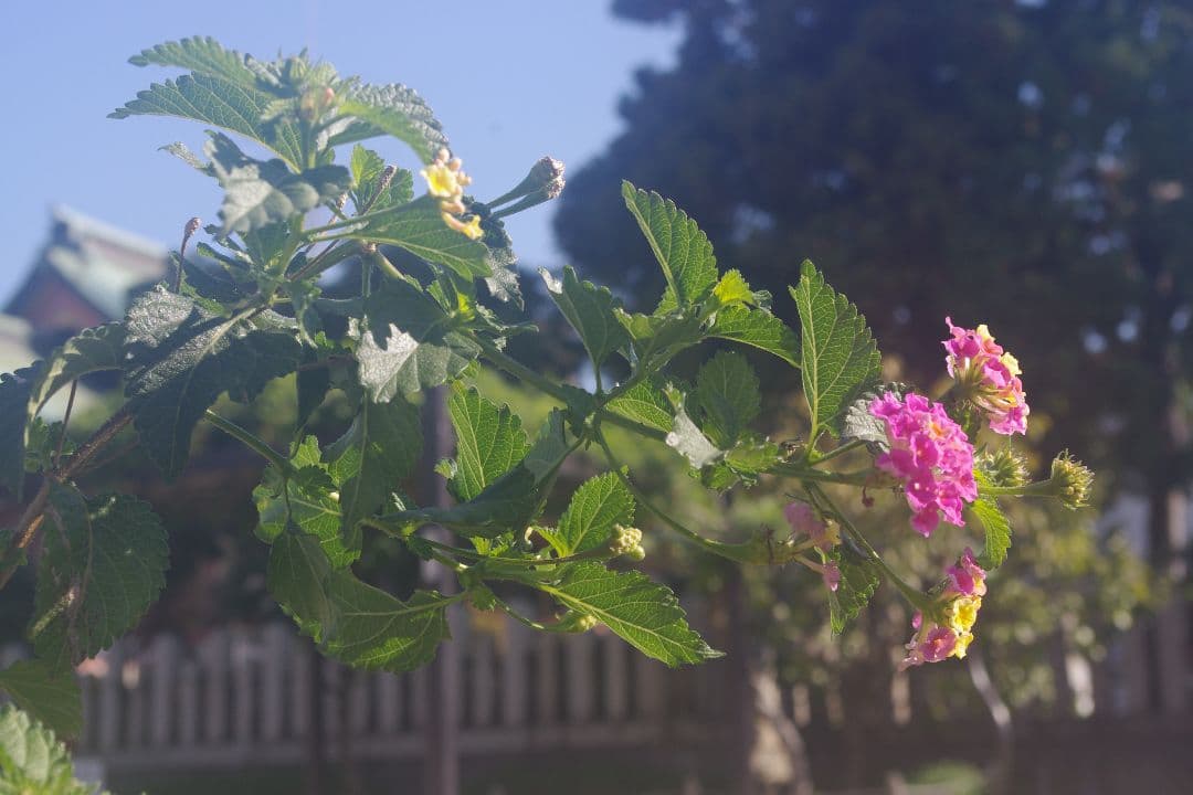 PENTAX K-x デジタル一眼レフカメラ レッド iPhone転送✨完動品✨