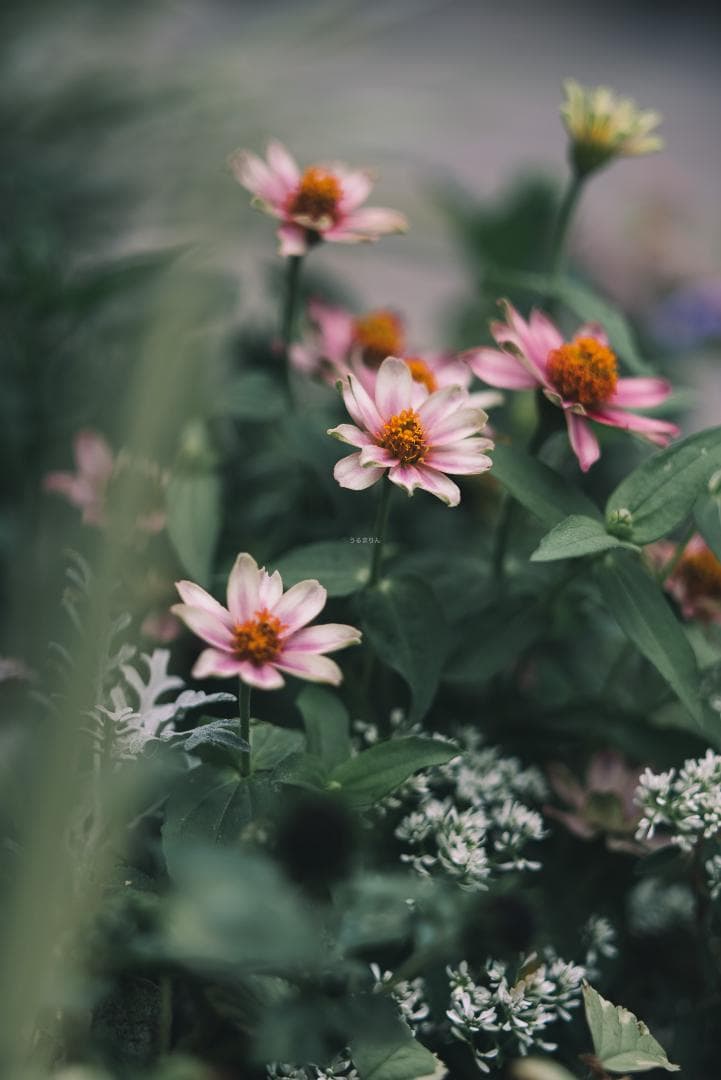 classik様　Leica Elmarit 90mm F2.8オールドレンズ