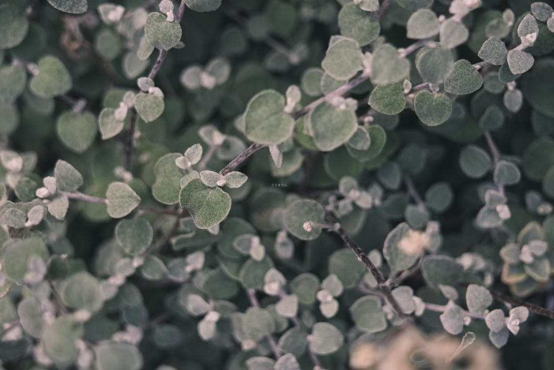 classik様　Leica Elmarit 90mm F2.8オールドレンズ